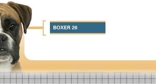 Boxer-26-Adult