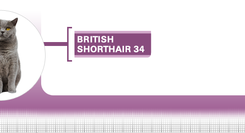British-Shorthair-34