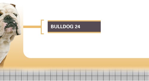 Bulldog-24-Adult