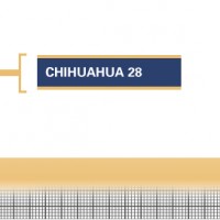 Chihuahua-28-Adult