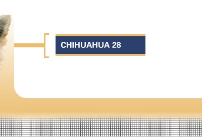 Chihuahua-28-Adult
