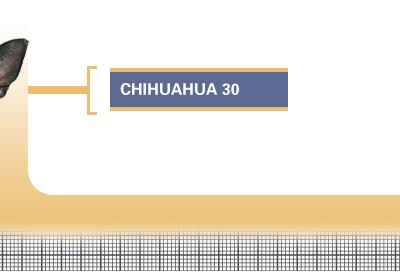 Chihuahua-30-Junior