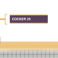 Cocker-25