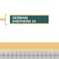German-Shepherd-24-Adult