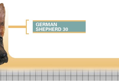 German-Shepherd-30-Junior