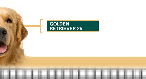 Golden-Retriever-25-Adult