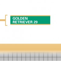 Golden-Retriever-29-Junior