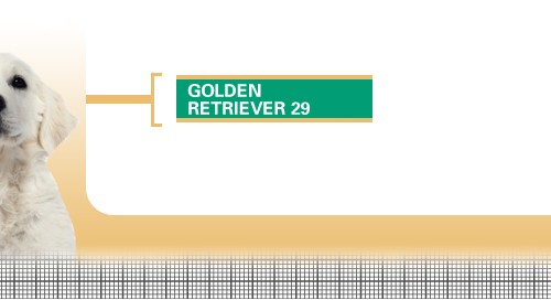 Golden-Retriever-29-Junior