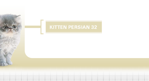 Kitten-Persian-32
