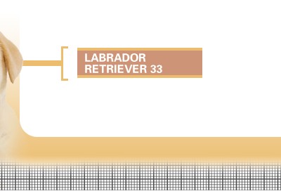 Labrador-Retriever-33-Junior