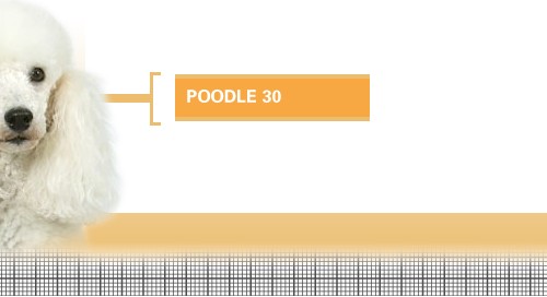 Poodle-30