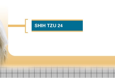 Shih-Tzu-24-Adult