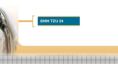 Shih-Tzu-24-Adult