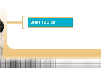 Shih-Tzu-28-Junior