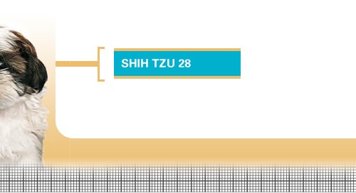 Shih-Tzu-28-Junior