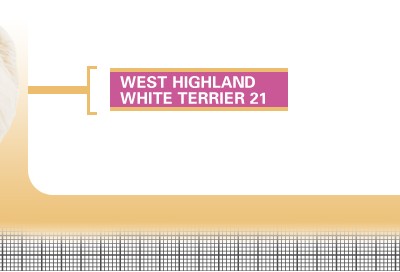 West-Highland-White-Terrier-21