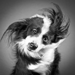 dogs-shaking-heads03_1