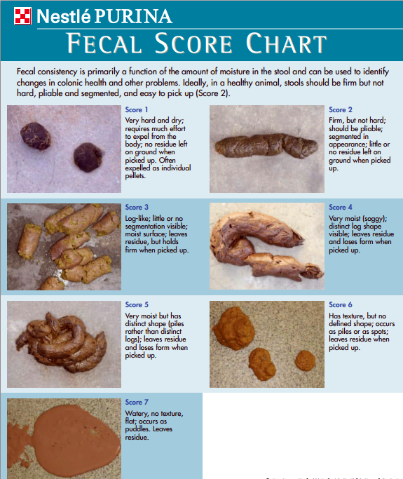 Fecal Chart Newstead Veterinary Services   Fecal Chart 