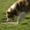 Leptospirosis – do you know the facts??